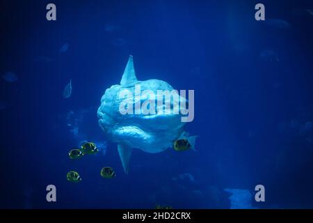 Nahaufnahme von Meeressonnenfischen (gemeine Mola), die zusammen mit kleinen Fischen schwimmen Stockfoto