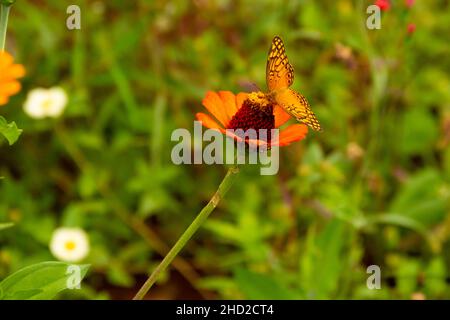 Goiânia, Goias, Brasilien – 02. Januar 2022: Ein orangefarbener Schmetterling auf einer Blume in einem Garten. Selektiver Fokus. Stockfoto