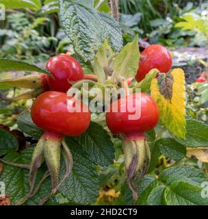 Große, leuchtend rote Hagebutten, Rosa, Hagebutten auf einem Rosenbusch. Stockfoto