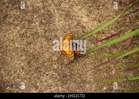 Goiânia, Goias, Brasilien – 02. Januar 2022: Ein orangefarbener Schmetterling auf einer Kastanienschale auf dem Betonboden und einige Grasblätter. Stockfoto