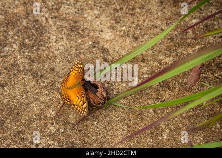 Goiânia, Goias, Brasilien – 02. Januar 2022: Ein orangefarbener Schmetterling auf einer Kastanienschale auf dem Betonboden und einige Grasblätter. Stockfoto