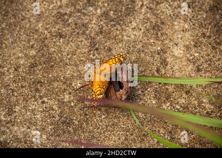 Goiânia, Goias, Brasilien – 02. Januar 2022: Ein orangefarbener Schmetterling auf einer Kastanienschale auf dem Betonboden und einige Grasblätter. Stockfoto