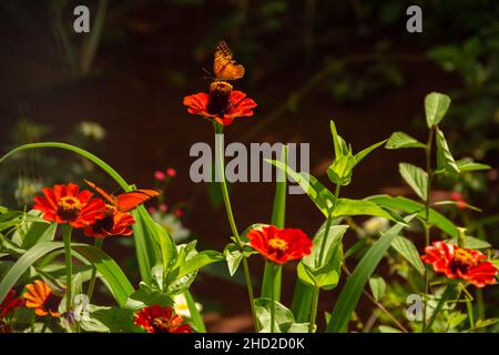 Goiânia, Goias, Brasilien – 02. Januar 2022: Verschiedene frische Blumen in einem Garten und einige Schmetterlinge. Selektiver Fokus. Stockfoto