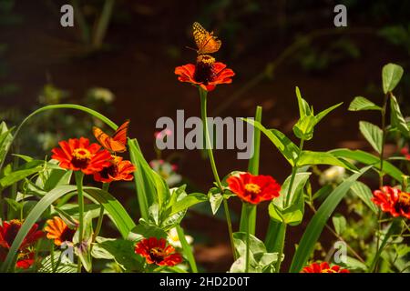 Goiânia, Goias, Brasilien – 02. Januar 2022: Verschiedene frische Blumen in einem Garten und einige Schmetterlinge. Selektiver Fokus. Stockfoto