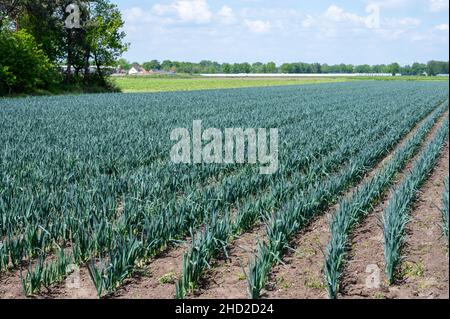 Felder auf dem Bauernhof mit Reihen von wachsenden grünen Lauch-Zwiebeln Stockfoto