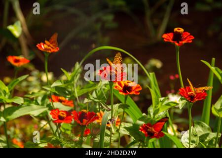 Goiânia, Goias, Brasilien – 02. Januar 2022: Verschiedene frische Blumen in einem Garten und einige Schmetterlinge. Selektiver Fokus. Stockfoto