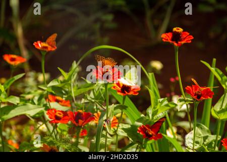 Goiânia, Goias, Brasilien – 02. Januar 2022: Verschiedene frische Blumen in einem Garten und einige Schmetterlinge. Selektiver Fokus. Stockfoto