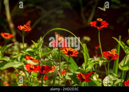 Goiânia, Goias, Brasilien – 02. Januar 2022: Verschiedene frische Blumen in einem Garten und einige Schmetterlinge. Selektiver Fokus. Stockfoto