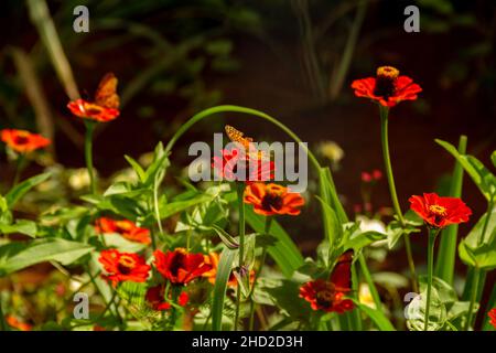 Goiânia, Goias, Brasilien – 02. Januar 2022: Verschiedene frische Blumen in einem Garten und einige Schmetterlinge. Selektiver Fokus. Stockfoto