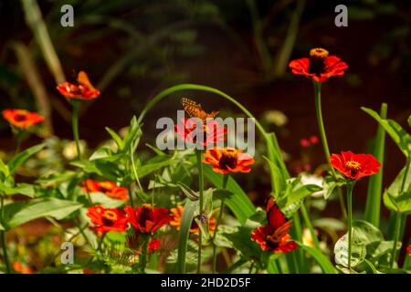 Goiânia, Goias, Brasilien – 02. Januar 2022: Verschiedene frische Blumen in einem Garten und einige Schmetterlinge. Selektiver Fokus. Stockfoto