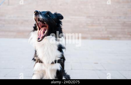 Junger Border Collie Hund gähnend mit Kopierraum Stockfoto