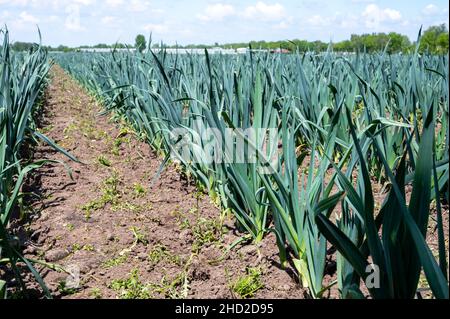 Felder auf dem Bauernhof mit Reihen von wachsenden grünen Lauch-Zwiebeln Stockfoto