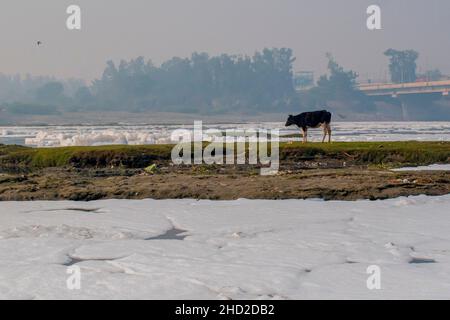 Neu-Delhi, Delhi, Indien. 2nd Januar 2022. Am Ufer des Yamuna River steht eine Kuh, die am 02. Januar 2022 in Neu-Delhi, Indien, von einem chemischen Schaum bedeckt ist, der durch industrielle und häusliche Umweltverschmutzung verursacht wurde. (Bild: © Mohsin Javed/Pacific Press via ZUMA Press Wire) Stockfoto