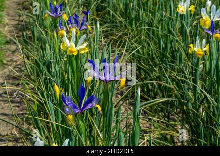 Blüten von bunten Wasser Iris Blumen in Garten aus nächster Nähe Stockfoto