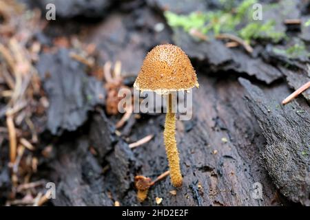 Flamulaster muricatus, wilder Pilz aus Finnland, kein gebräuchlicher englischer Name Stockfoto