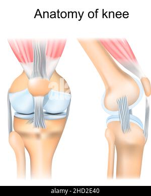 Knieanatomie. Menschliche Gelenkstruktur. Seitliche und vordere Aspekte des rechten Knies. Vektorposter Stock Vektor