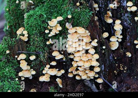 Xeromphalina campanella, bekannt als der Kiefernschwanz, Goldtrompete oder die Glocke omphalina, wilder Pilz aus Finnland Stockfoto