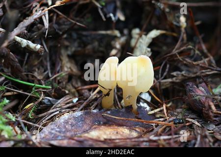 Spathularia flavida, allgemein bekannt als die gelbe Erdzunge, der gelbe Fächer oder der Feenfan. Wilder Pilz aus Finnland Stockfoto