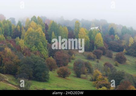 Einsames Haus auf einem bewaldeten Hügel. Herbstlandschaft in einem Bergdorf. Nebliger Tag. Karpaten, Ukraine Stockfoto