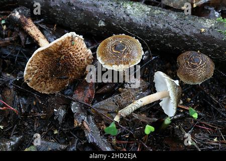 Lepiota grangei, bekannt als der Grüne Dapperling, Wildpilz aus Finnland Stockfoto