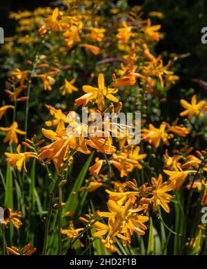 Crocosmia George Davison, eine leuchtend gelbe Sorte in einem heißen Garten, herbstblühend. Stockfoto