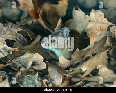 Waldmaus Apodemus sylvaticus Stockfoto