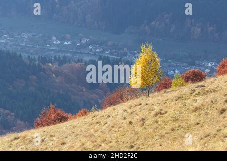 Herbstlandschaft mit einem einsamen Baum auf einem Hügel. Birke mit gelben Blättern. Blick auf das Tal mit einem Bergdorf Stockfoto