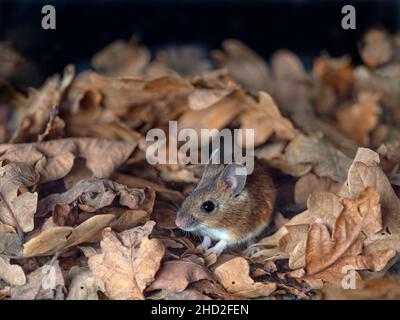 Waldmaus Apodemus sylvaticus Stockfoto