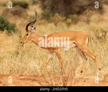 Impala (Aepyceros melampus) Wandern, Tarangire Nationalpark, Tansania, Afrika Stockfoto