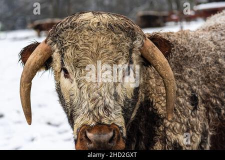 Nahaufnahme einer englischen Langhornkuh, die auf einem schneebedeckten Bauernhof steht Stockfoto