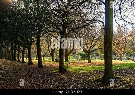 Eine Reihe von Bäumen auf dem Waldfriedhof an einem sonnigen Herbsttag Stockfoto