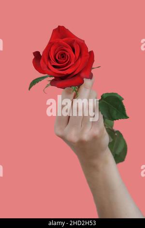 Eine Hand mit schönen roten Fingernägeln mit einer roten Rose auf einem rosa Hintergrund Stockfoto