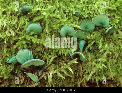 Green Wood Cup Pilze wachsen auf Moos bedeckten Holzbalken Stockfoto