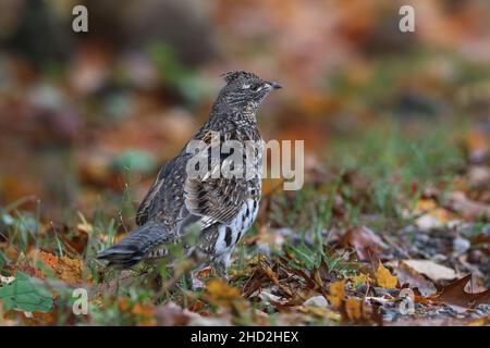 Nahaufnahme des Rebhuhns auf dem Boden mit Herbstblättern Stockfoto