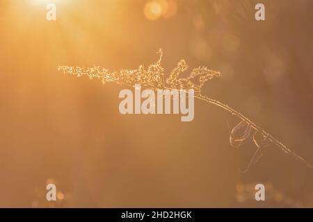 Hintergrundbeleuchteter Zweig unter den Sonnenstrahlen in Goldtönen Stockfoto