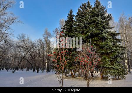 Grüne Tannen und Ebereschen mit roten Beeren im verschneiten Winterpark an sonnigen, frostigen Tagen. Immergrüne Nadelfichten und Bergasche oder Asche Stockfoto