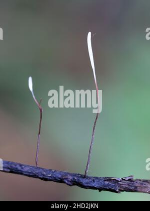 Typhula erythropus, bekannt als Rotschenkelpilz, wilder Pilz aus Finnland Stockfoto