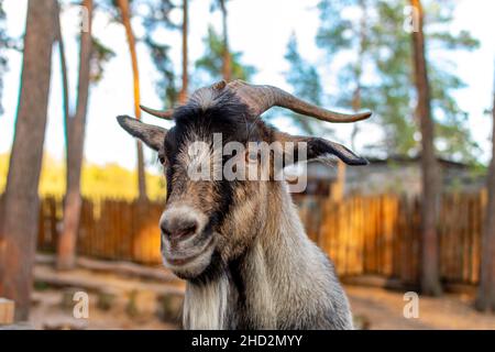 Nahaufnahme mit Ziegengesicht. Eine lustige Ziege schaut hinter einem Holzzaun hervor. Der Kopf einer braunen Ziege wird über den Zaun gezogen. Stockfoto