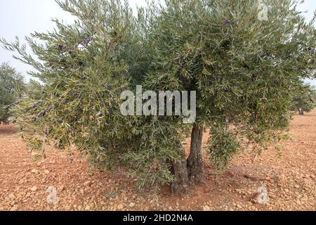 Alter Olivenbaum (Olea Europaea) mit reifen Früchten Stockfoto