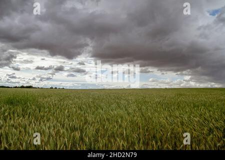 Grüne Getreidefelder und stürmischer Himmel Stockfoto