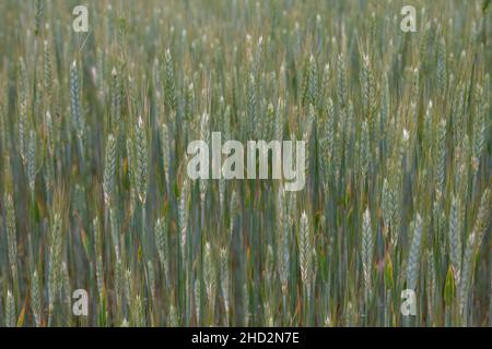 Detail von Roggen (Secale cereale) grünem Gras, selektiver Fokus Stockfoto