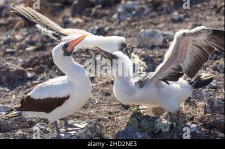 Nahaufnahme von Nazca-Jungen Eltern und Jugendlichen mit ausgebreiteten Flügeln, die in der Galapagos-Landschaft stehen Stockfoto