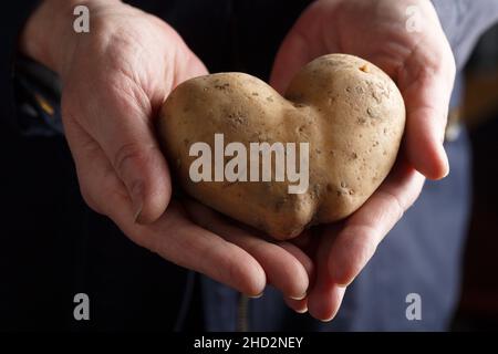 Rohe Kartoffeln in den Händen Stockfoto