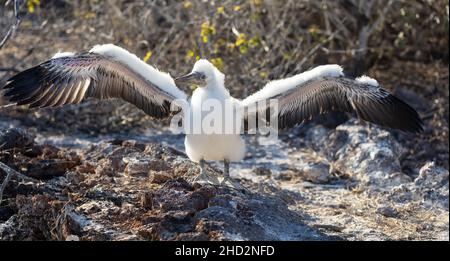Juvenile Nazca-Bulle, die mit ausgebreiteten Flügeln in der Galapagos-Landschaft steht Stockfoto