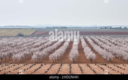 Frühlingsfelder Landschaft mit blühenden Mandelbäumen Stockfoto