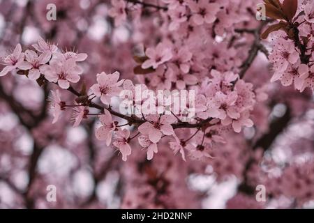 Blühende prunus cerasifera Kirsche Pflaume Frühling rosa Blüten Stockfoto