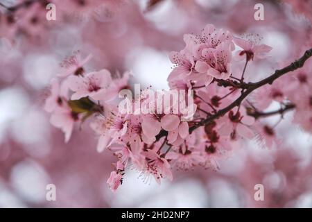 Blühende prunus cerasifera Kirsche Pflaume Frühling rosa Blüten Stockfoto