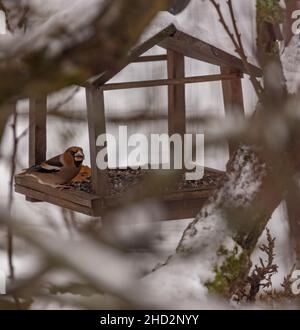 Grosbeak Farbe Vogel auf Baum Zweig in kalten Winter bewölkten Tag Stockfoto