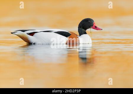 Gemeine Shelduck (Tadorna tadorna), Seitenansicht eines männlichen Schwimmers, Kampanien, Italien Stockfoto