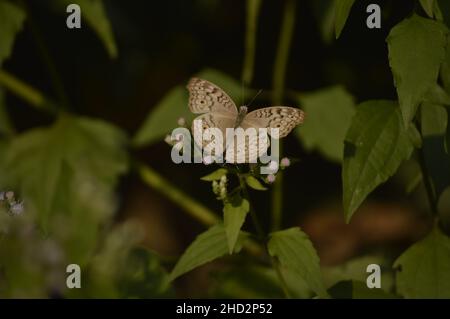 Schöner Schmetterling auf der Suche nach Honig auf der Blume Stockfoto